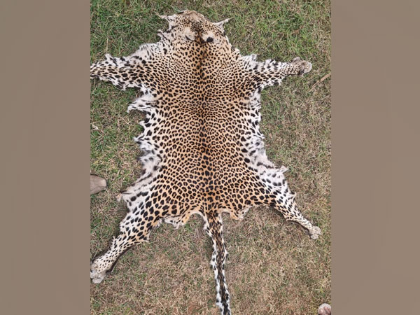 STF arrest two persons with a leopard skin in Boudh forest (Photo/ANI) 