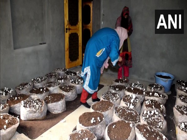 Kashmiri girls start mushroom cultivation (photo:Twitter/ANI)