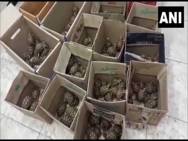 Bengaluru: Police seize 401 Indian star tortoises (Photo/ANI)