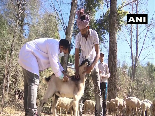 Special vaccination camp to vaccinate animals organised in J-K's Udhampur (Photo:Twitter/ANI)
