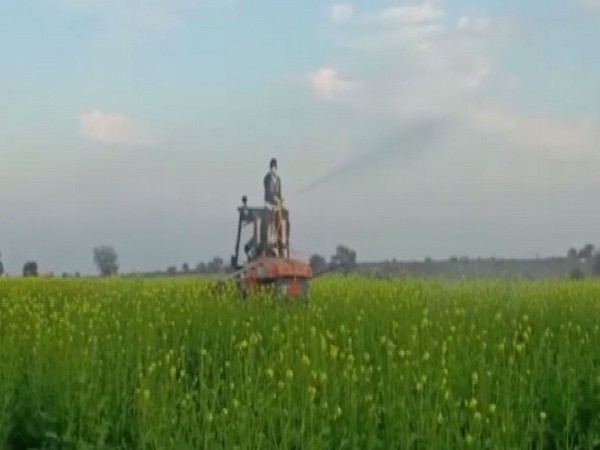 Locust being sprinkled with special spray in the Ganganagar area here on Saturday. 