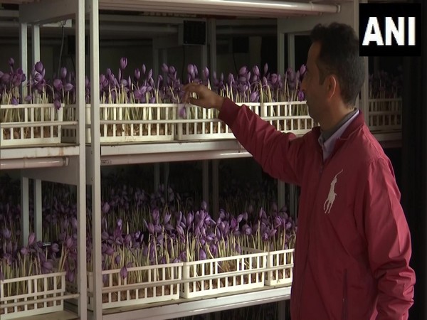 A visual from the Advanced Research Station for Saffron & Seed Spices, SKUAST-K in Pampore. (Photo/ANI)
