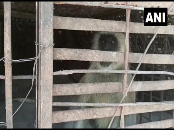 Captured monkey being held by the forest department.(Photo/ANI)