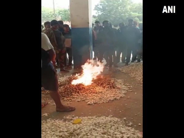 Farmer sets one quintal of garlic on fire    