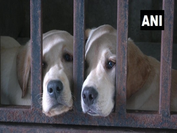 A visual from the dog hostel in Vadodara, Gujarat. (Photo.ANI)