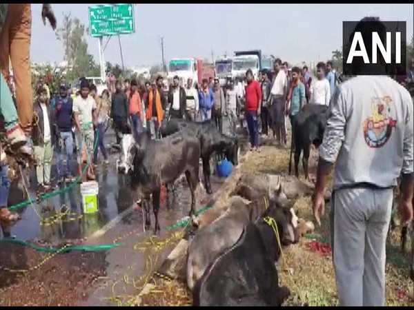 Cattles recovered from the truck in MP's Jabalpur. (Photo/ANI)