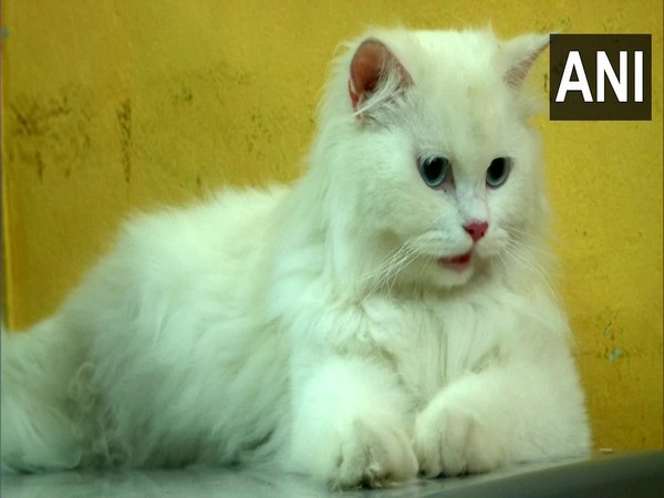 Baby shower of cats in Tamil Nadu. (Photo/ANI)
