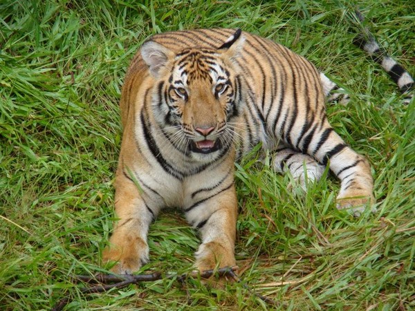 Nine-year-old tiger that died at Pilikula Biological Park