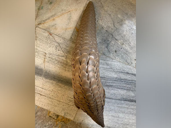 Live pangolin (Picture courtesy: Special Task Force PRO)