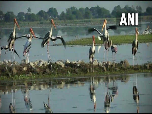 Migratory birds flock to Nandur Madhmeshwar wetland in Nashik