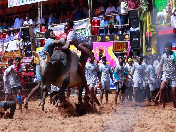 Jallikattu (File photo)