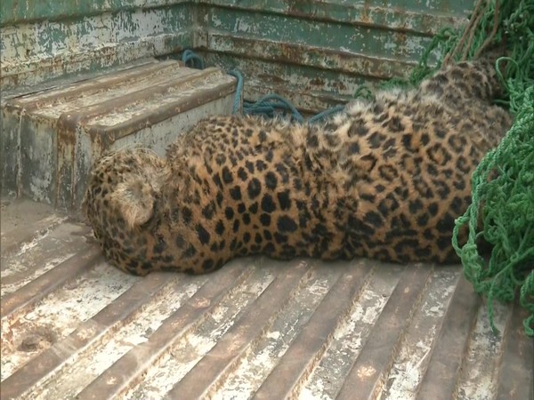 Carcass of leopard found in Samba (Photo/ANI)