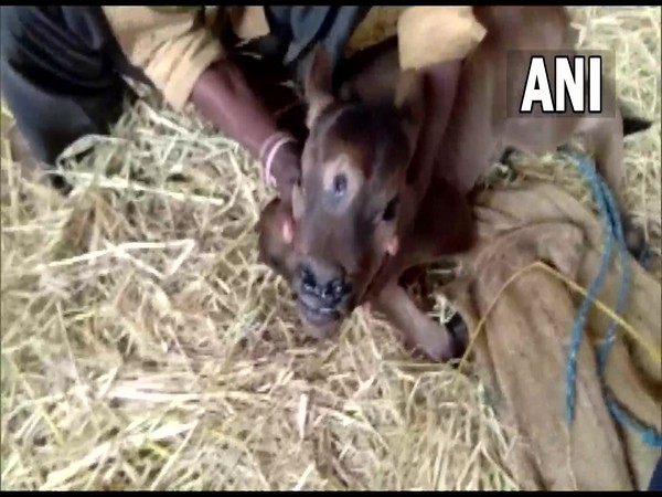 Three-eyed calf in Chhattisgarh (Photo/ANI)