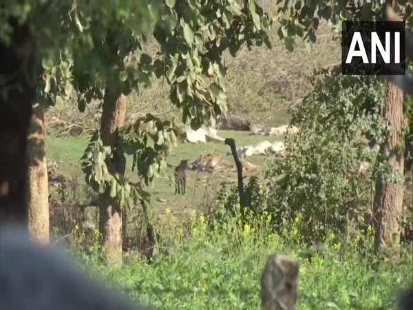 Cows found dead in a cowshed in Bhopal (Photo/ANI) 