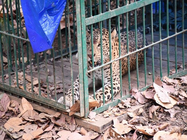 Leopard rescued in Assam's Guwahati