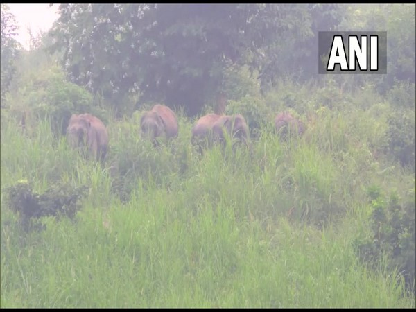 'Food Zone' for wild elephants created in Nagaon (Photo/ANI) 