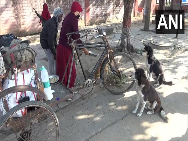 Gyang Lamho, buddhist nun, feeding stray dogs in Gaya (Photo/ANI)