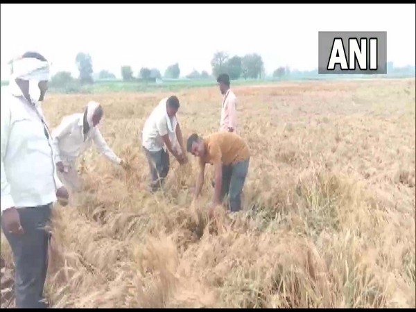 Damaged crops in Maharashtra due to Unseasonal rainfall
