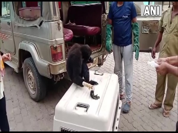 Forest officials of Kamrup West Division rescued injured Hoolock Gibbon (Photo/ANI)