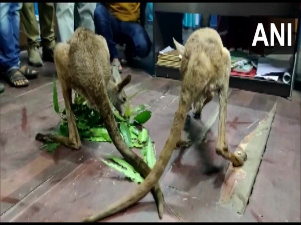 WB forest officials rescue two injured Kangaroos in Jalpaiguri (Photo:ANI)
