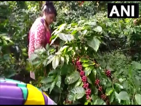 Koraput coffee becomes livelihood of many tribals in Odisha. (Photo/ANI)