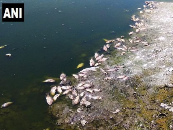 Dead fishes in the Selvi lake, Tamil Nadu (Photo/ANI)