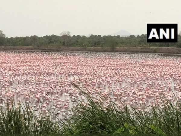 The migratory Flamingos at the creek in Navi Mumbai. Photo/ANI