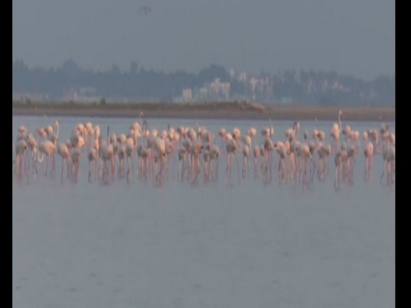Flamingos at Dhanuskodi in Rameswaram on Thursday Photo/ANI