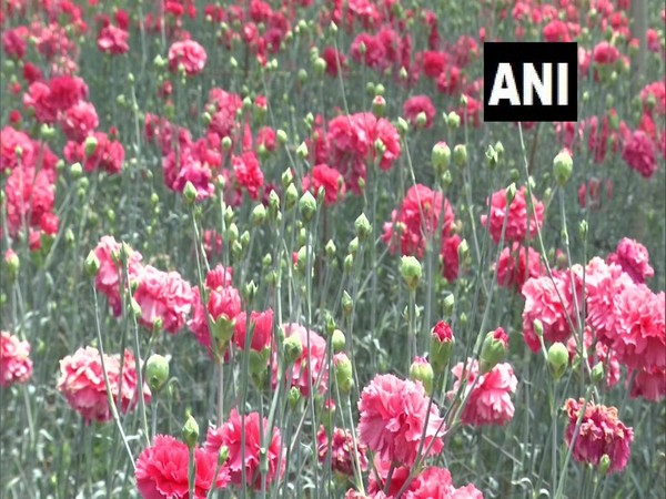 The view of a farm in Himachal Pradesh. Photo/ANI
