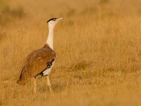 Great Indian Bustard (File photo)
