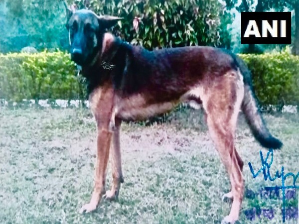 Army dog killed during anti-terrorist ops in Kashmir (Photo/ANI)