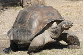 Galapago