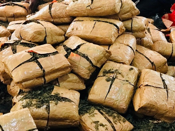 Ganja worth Rs 2.62 crore seized by Directorate of Revenue Intelligence (DRI), Hyderabad Zonal Unit. (Photo/ANI)