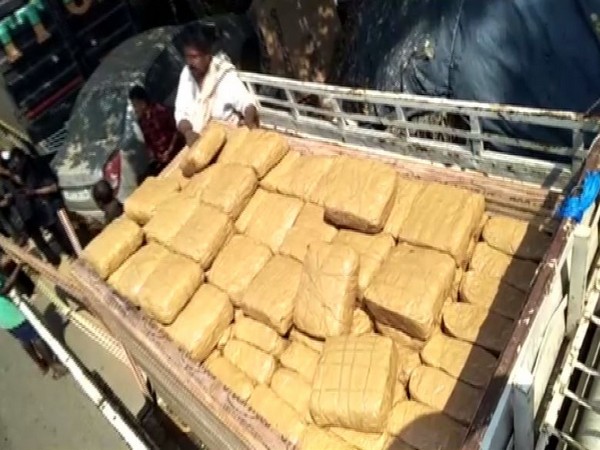The police seized 500 kg of cannabis in Narsipatnam on Monday.