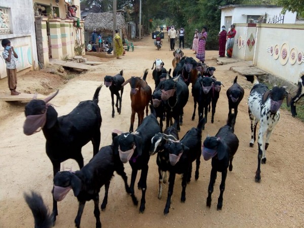Fearing COVID-19 man starts tying masks around his goats' faces (photo/ANI)