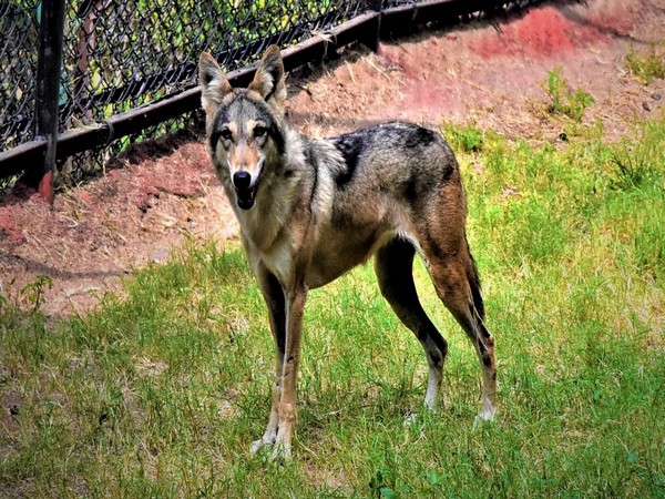 Hyderabad resident adopts grey wolf at Nehru Zoological Park (Photo/ANI)