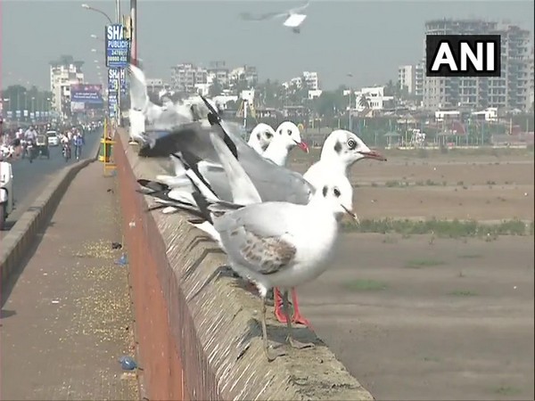 Migratory birds flock to the city of Surat (Photo ANI)