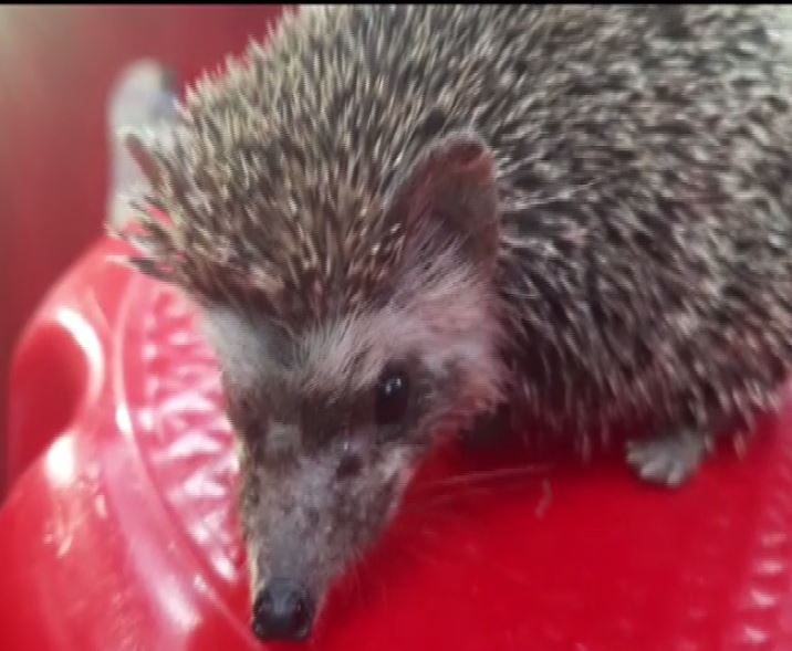 Rare hedgehog rescued from residential area in Gujarat's Vadodara on Sunday. Photo/ANI