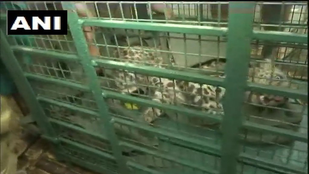 The Forest Department team captured the leopard after struggling for nearly six hours.