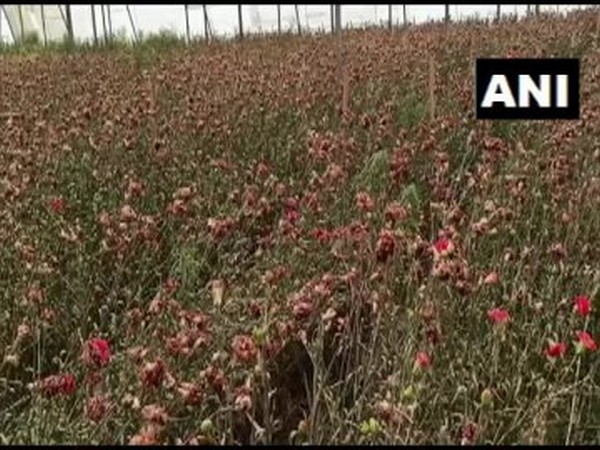 Visual of withered flowers in the fields of Haryana. Photo/ ANI