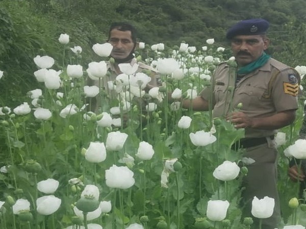 Visual of poppy plants recovered by Himachal Pradesh Police in Kullu. [Photo/ANI]