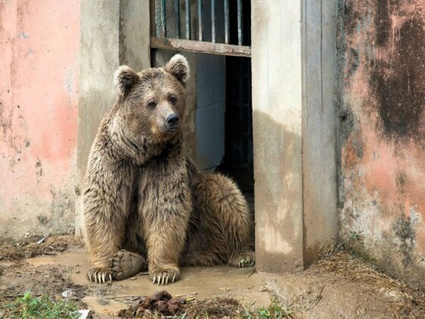 One of the two Himalayan bears at Marghazar Zoo. (Photo credit: Four Paws International)