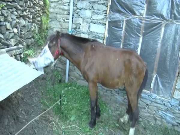 The horse put under home quarantine in Jammu and Kashmir. Photo/ANI