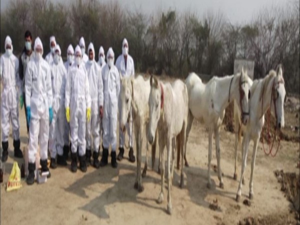 Scientists conducting sample test of horses in Hisar
