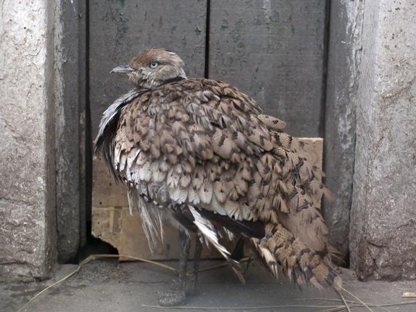 Houbara bustard