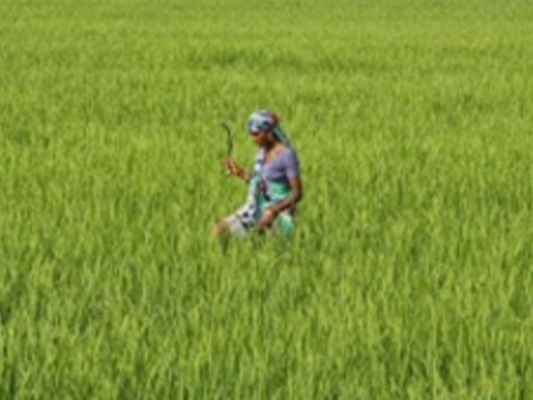 Representative_Image