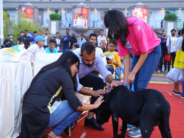 Dog adoption drive 'Cause 4 The Paws' 