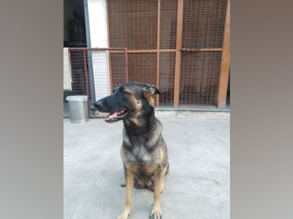 Mother warrior of ITBP's K9 squad of the Malinois breed. [Photo/ANI]