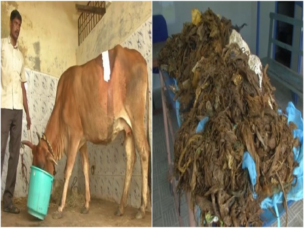 Plastic waste removed from the cow's stomach by surgery. Photo/ANI