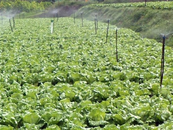 The company operates in diverse segments of the agri-business